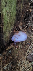 Cortinarius iodes