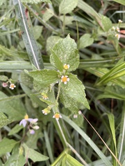 Galinsoga quadriradiata