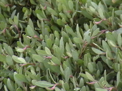 Atriplex portulacoides
