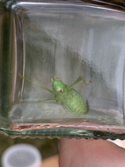 Leptophyes punctatissima