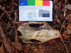 Phascolarctos cinereus