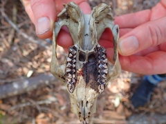 Phascolarctos cinereus