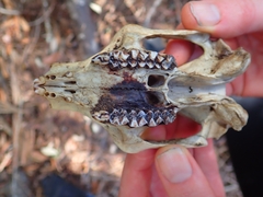 Phascolarctos cinereus