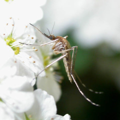 Aedes flavescens