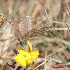 Polyommatus coridon