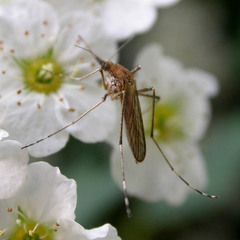 Aedes flavescens
