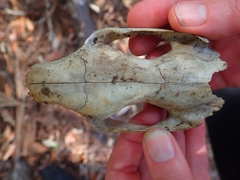 Phascolarctos cinereus