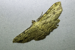 Xanthorhoe