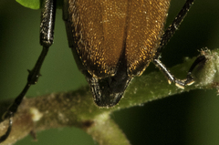 Trigonarthris subpubescens