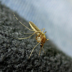 Aedes flavescens