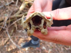 Phascolarctos cinereus