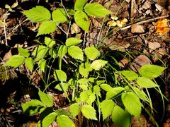 Rubus sachalinensis