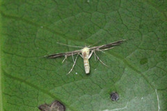 Pterophorinae