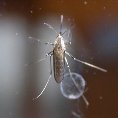 Aedes geniculatus