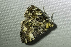 Aporoctena scierodes