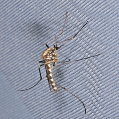 Aedes geniculatus