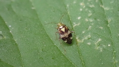 Liocoris