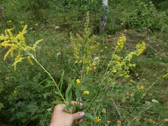 Solidago × niederederi
