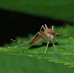 Aedes flavescens