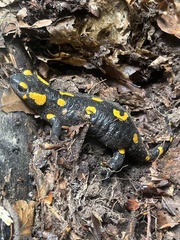 Salamandra salamandra