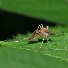 Aedes flavescens
