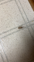 Scutigera coleoptrata