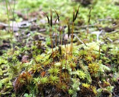 Syntrichia