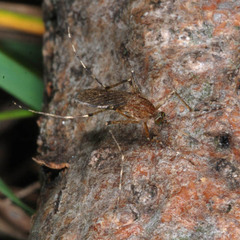 Coquillettidia richiardii