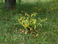 Vincetoxicum hirundinaria