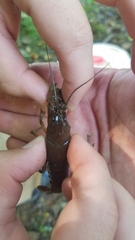 Cambarus