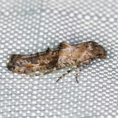Epermenia albapunctella