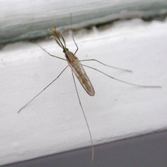 Anopheles