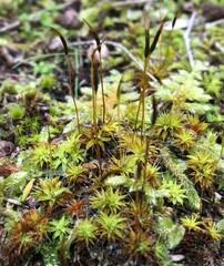 Syntrichia