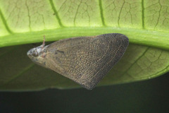 Ricaniidae