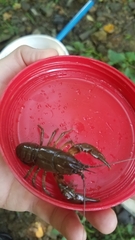 Cambarus