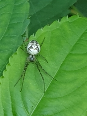 Metellina segmentata