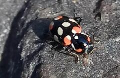 Eriopis connexa