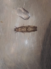 Morophaga choragella