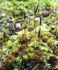 Syntrichia