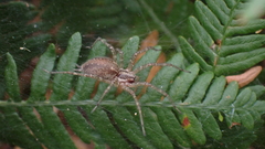 Allagelena gracilens