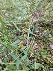 Solidago virgaurea