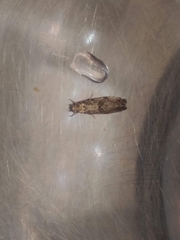 Morophaga choragella