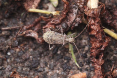 Coreoidea