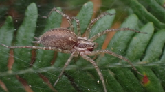 Allagelena gracilens