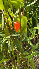 Alkekengi officinarum