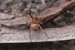 Araneidae