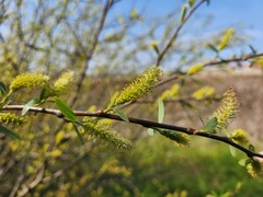 Salix mucronata