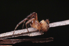 Araneidae