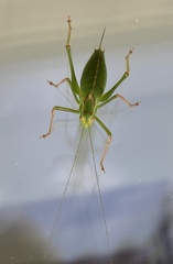 Leptophyes punctatissima