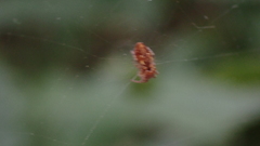 Cyclosa
